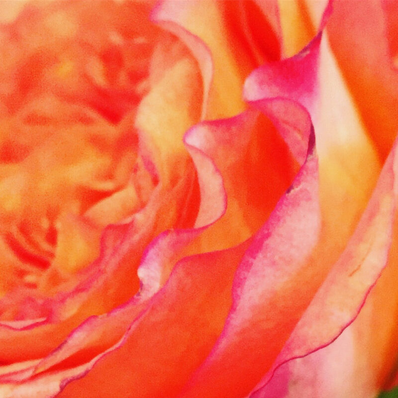 CacophonyofRoses-Source