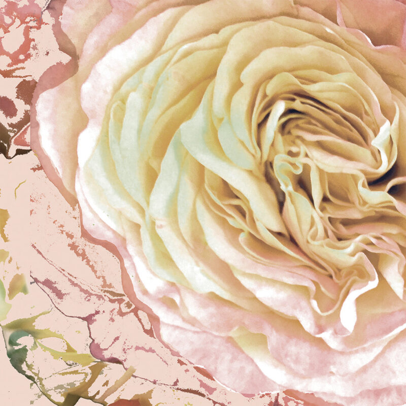 LJ_Cacophony_of_Roses_Cream_Tea_Macro_Website