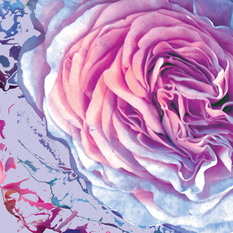 LJ_Cacophony_of_Roses__Lavender_Blue_Macro_Website