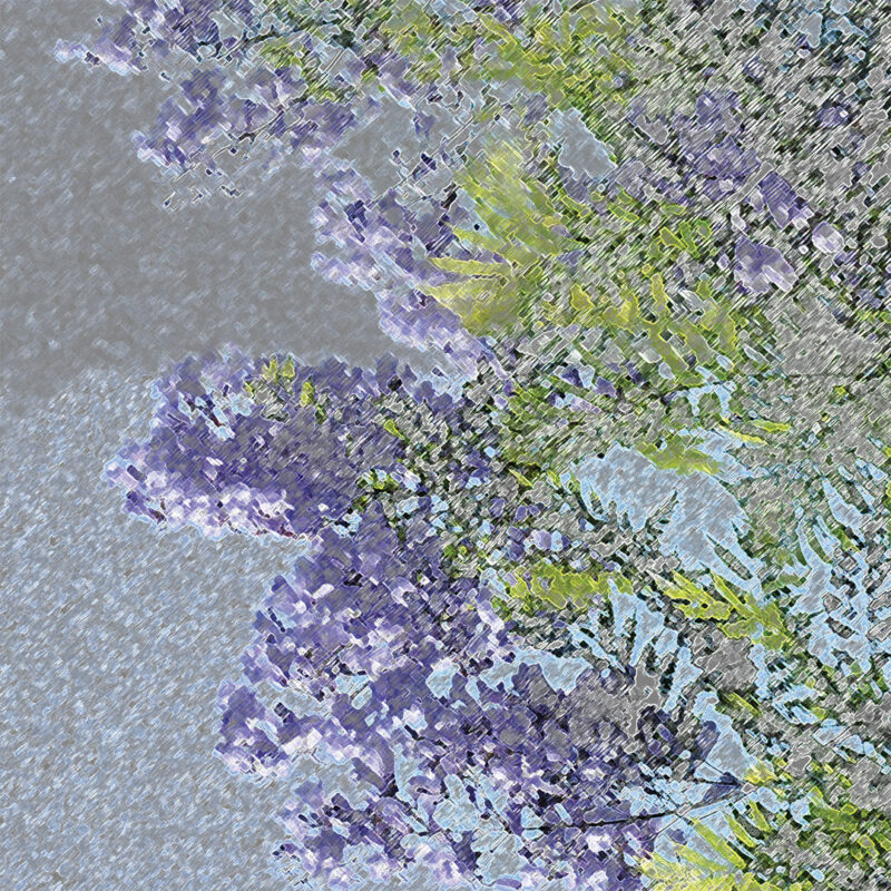 LJ_Jacaranda_Lavender_Macro_website
