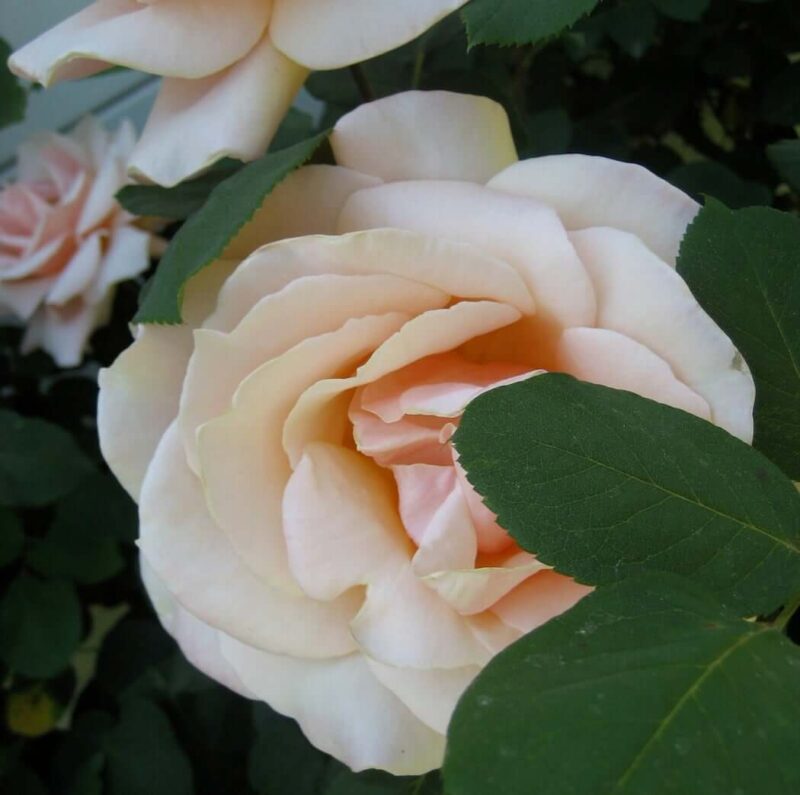 Camelia Cream inspiration