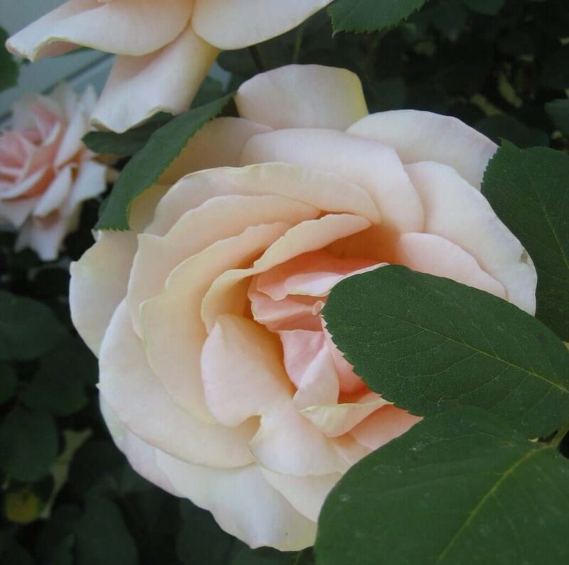Camelia Cream inspiration