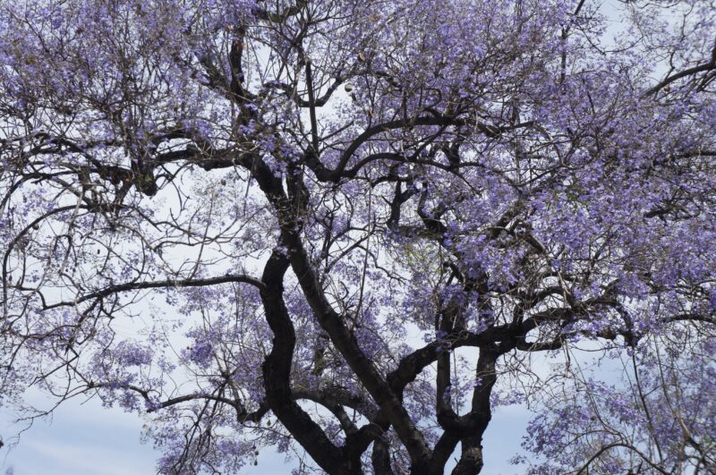 jacarandafinal-source