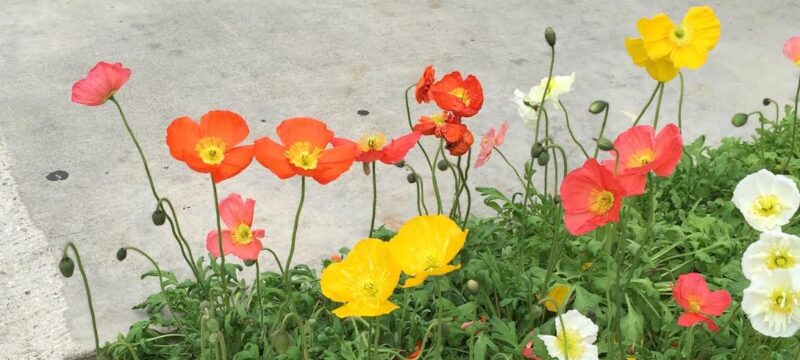 Sea_of_Poppies_inspiration_photo