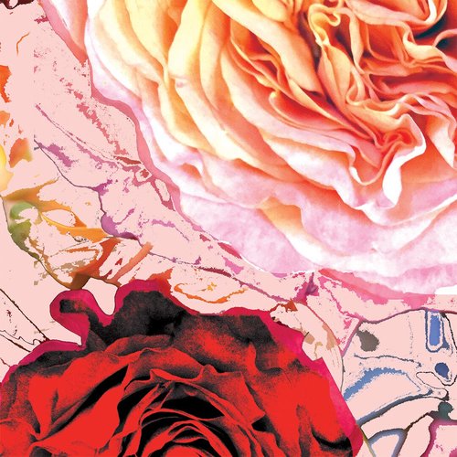 cacophony of roses