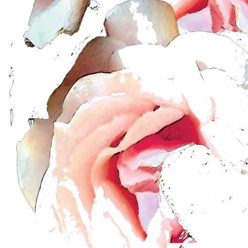 camelia cream