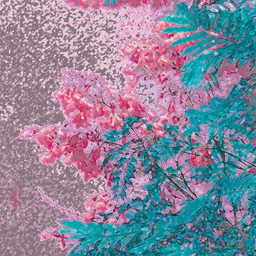 jacaranda